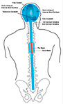 Methode Cranio Sacrale Therapie